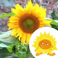 3770011706129-kitkipouss-graines-de-paul-le-tournesol_P1